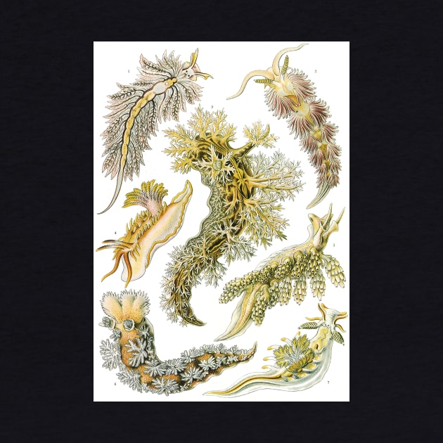 Sea Slugs Nudibranchia by Ernst Haeckel by MasterpieceCafe